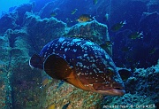 Epinephelus marginatus Merou brun-Acores St Maria Pedri mha-17m-20170822-Denis-ADER-DSC_9984_tn_tn